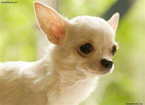 El chihuahua - El Chihuahua es el perro más pequeño del mundo. Su peso es tan pequeño como dos libras y raramente llegan a pesar 6 libras (1 a 3 kilogramos). Mide tan solo 5 pulgadas de alto. El Chihuahua tiene un cráneo abovedado. En algunos hay un lugar suave arriba de la cabeza donde los huesos no se unen. Esto es llamado mollera. 